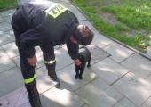 Nowe psy dla Grupy Poszukiwawczo-Ratowniczej