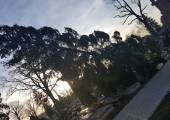 Nowy Sącz, ul. Rejtana - drzewo powalone na nagrobki na cmentarzu
