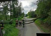 Czerniec-powalone drzewo